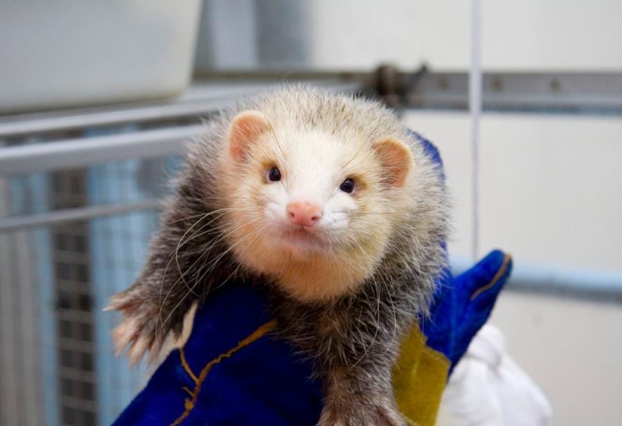 CSIRO starts testing COVID-19 vaccines – on ferrets post image