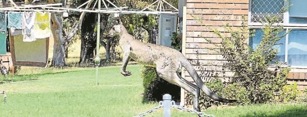Kangaroos invade retirement village post image
