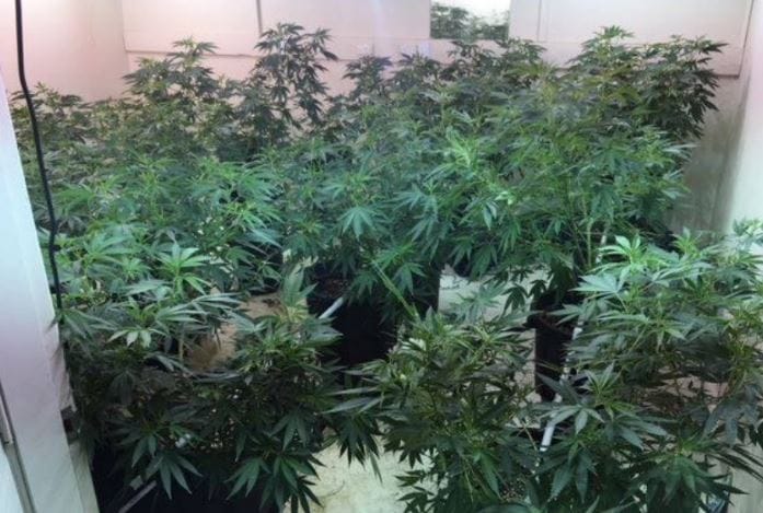 Got weed? More than 500 marijuana plants found at former Sydney aged care home post image