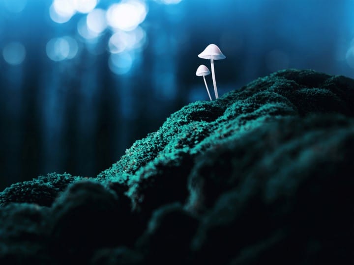Taskforce recommendations: Aged care sector treated like mushrooms post image